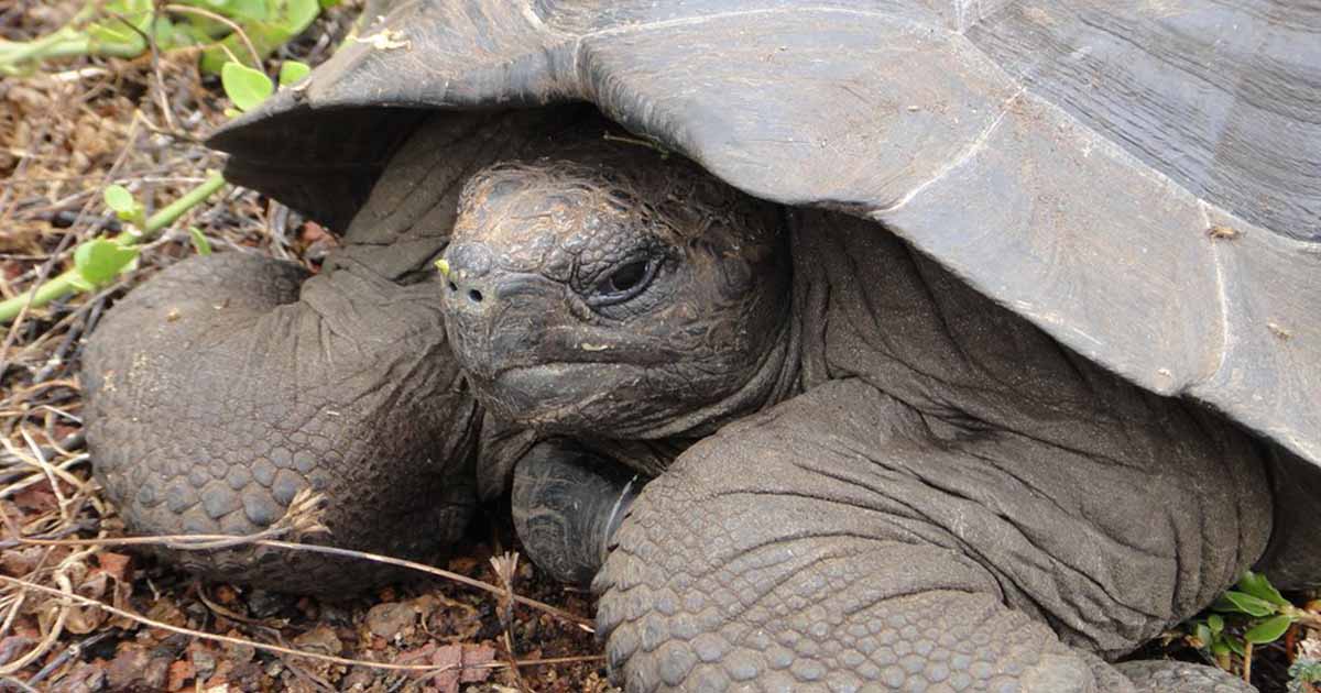 Ilhas Galápagos - 4