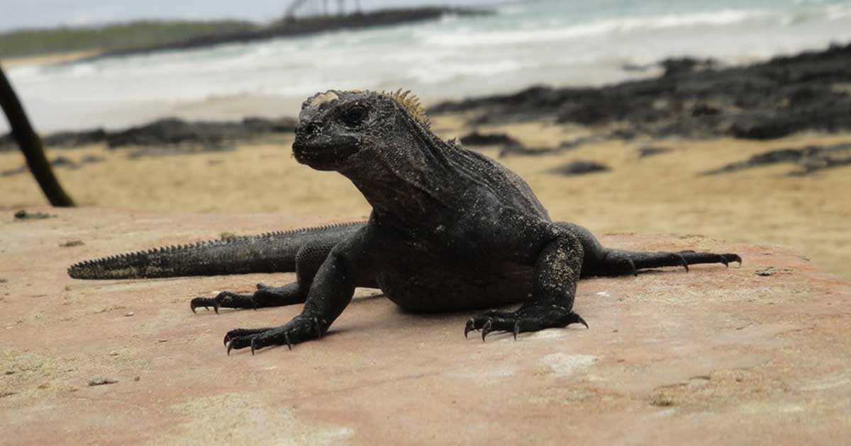 Ilhas Galápagos - 7