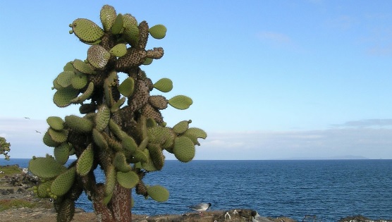Ilhas Galápagos - 8