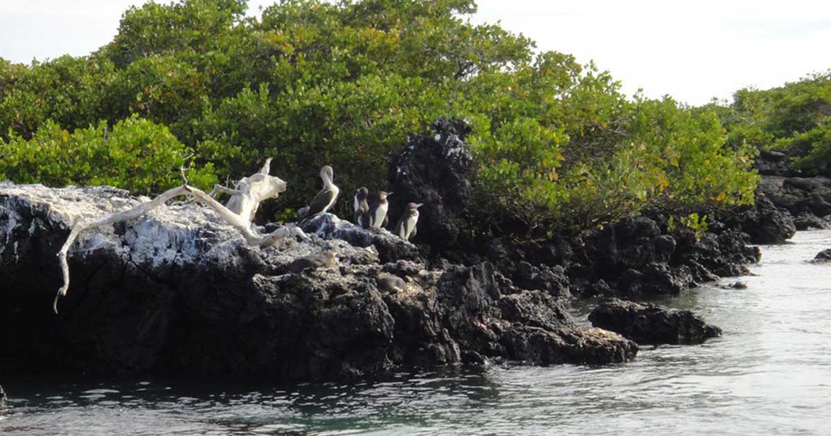 Ilhas Galápagos - 9