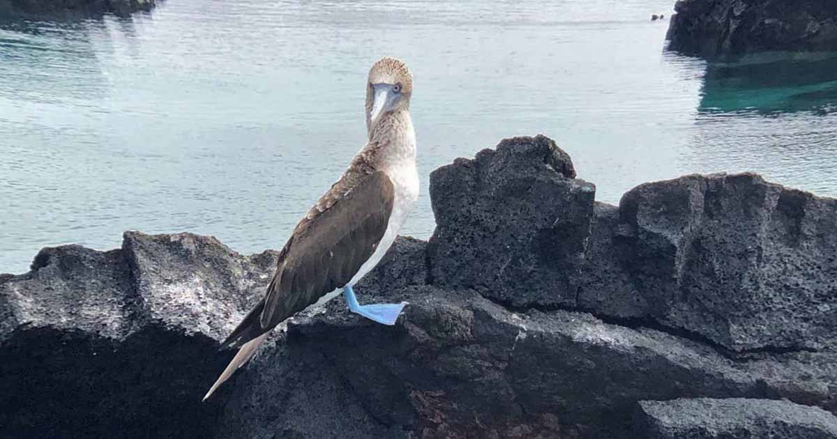 Ilhas Galápagos - 10