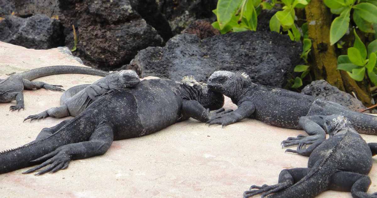 Ilhas Galápagos - 11