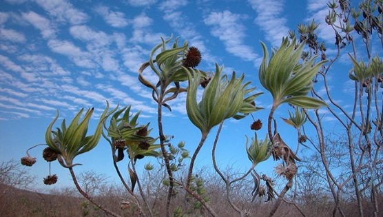Ilhas Galápagos - 12