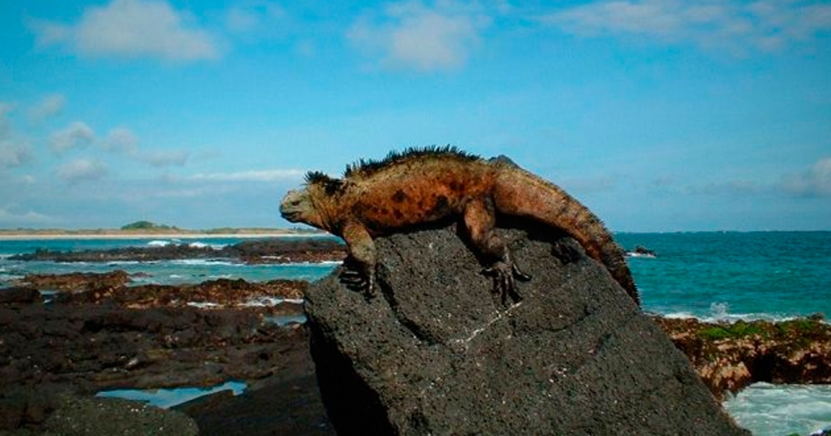 Ilha Marchena