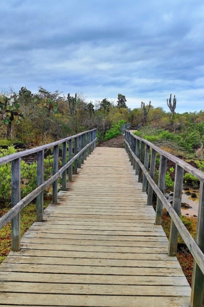 Isla Santa Cruz - 15